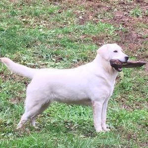 Meet your Posher, Cheyenne